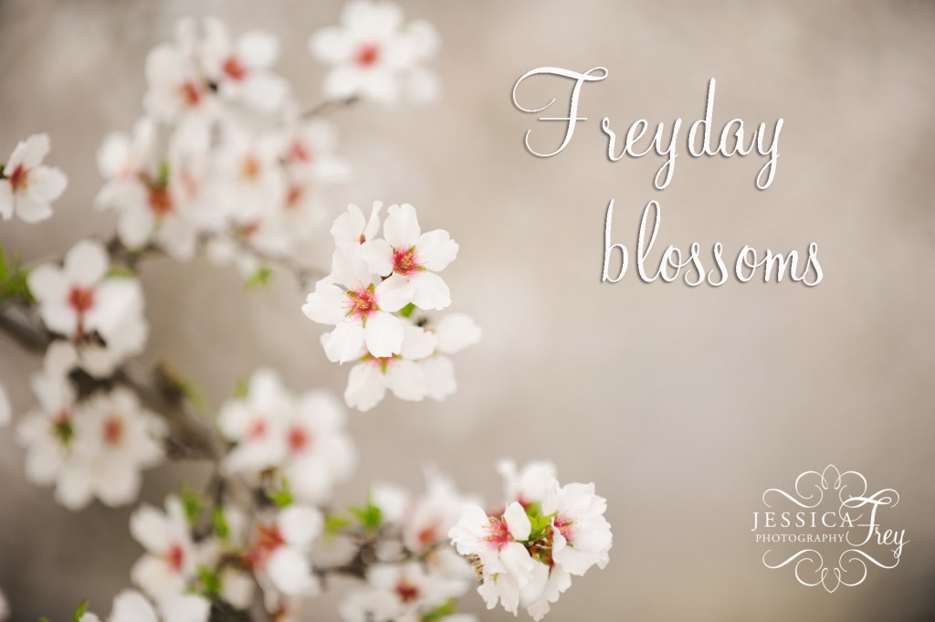 Almond Orchard flowers