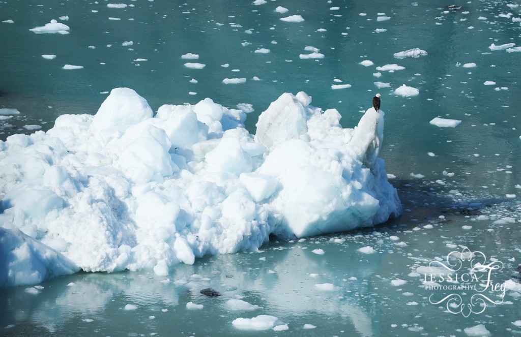 Glacier-National-Park-15, bald eagle on an iceburg Jessica Frey Photography, Alaska Cruise