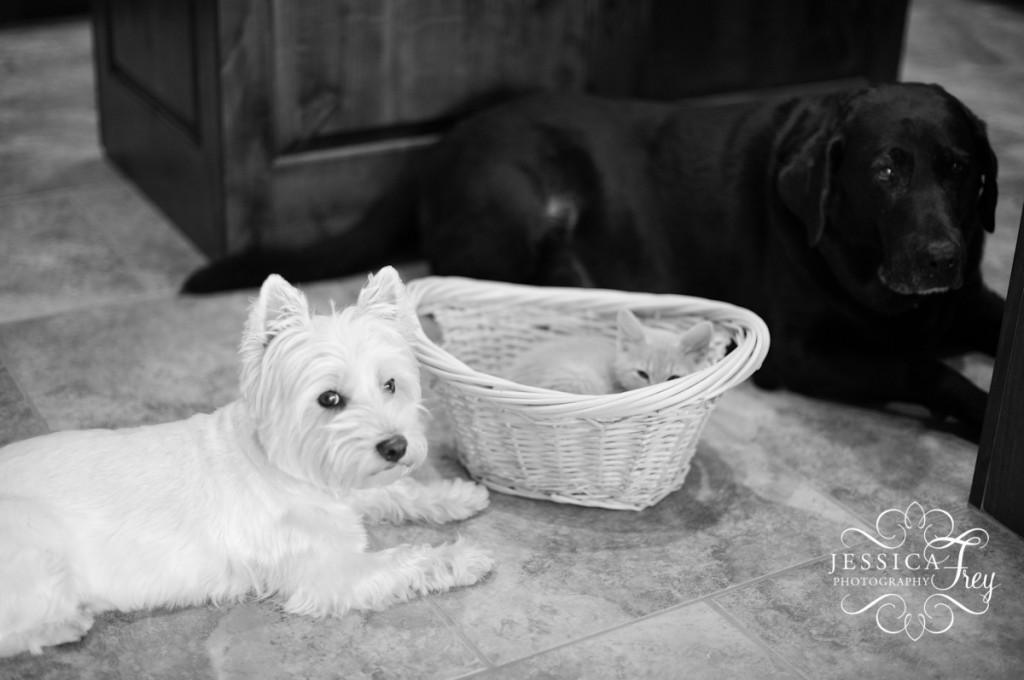 west highland terrier, jessica frey photography