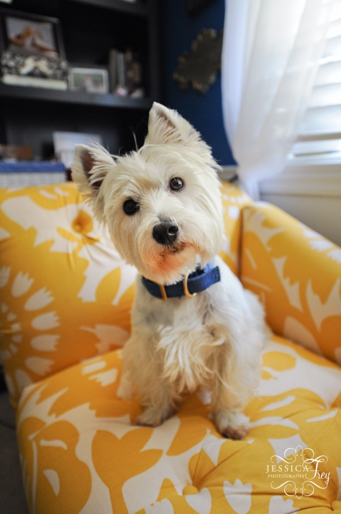 west highland terrier, yellow couch
