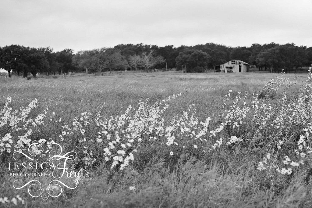 Jessica Frey Photography, Austin photographer, Dripping Springs Photographer