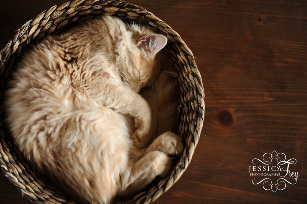 Jessica Frey Photography