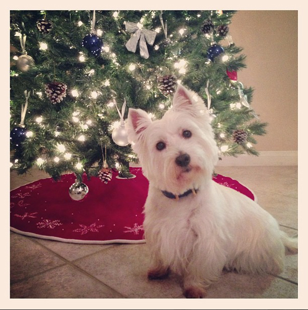 West Highland Terrier Christmas, Jessica Frey Photography