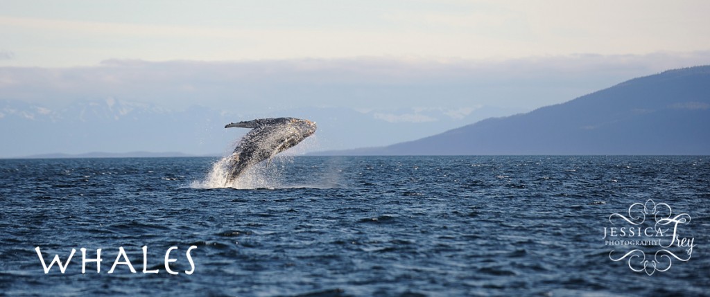 alaska-humpback-whale-bald-eagle-JFP-31