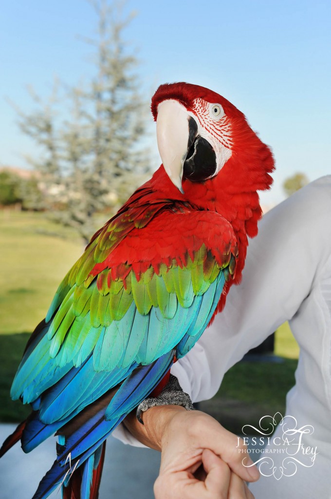 Jessica Frey Photography, Pet photos
