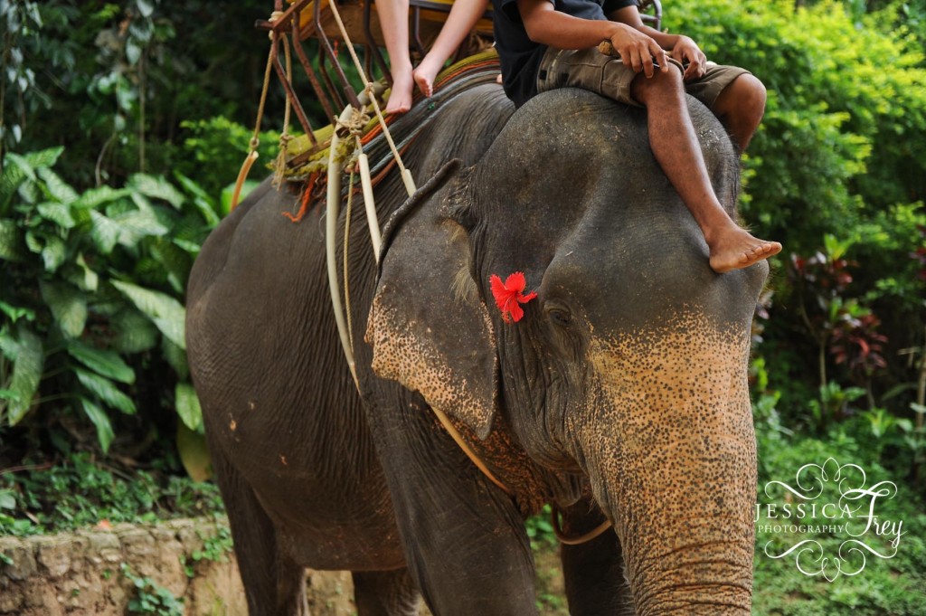 Jessica Frey Photography, Elephant thailand